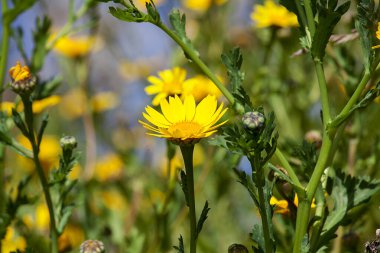 Çayırda yetişen papatya çayı.