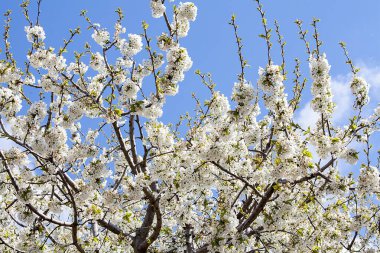 Doğada açan bahar çiçekleri.
