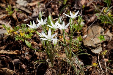 Ormanda bahar çiçekleri. Kar damlası çiçeği.