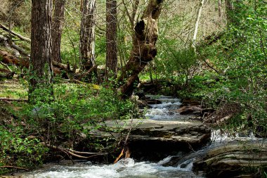Nehirler. Sonbahar ya da kış doğa yürüyüşleri.