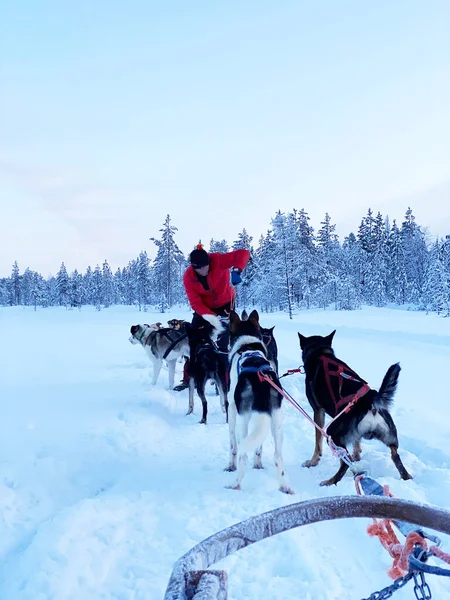 Uomo Scivolo Nella Neve Con Cani Slitta — Foto Stock