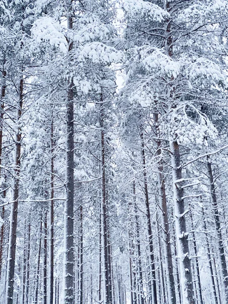 Lunga Strada Nella Neve Bellissimo Paesaggio Invernale Montagna Alba — Foto Stock