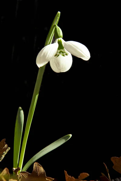 Wiosenne Kwiaty Lesie Kwiat Kropli Śniegu — Zdjęcie stockowe