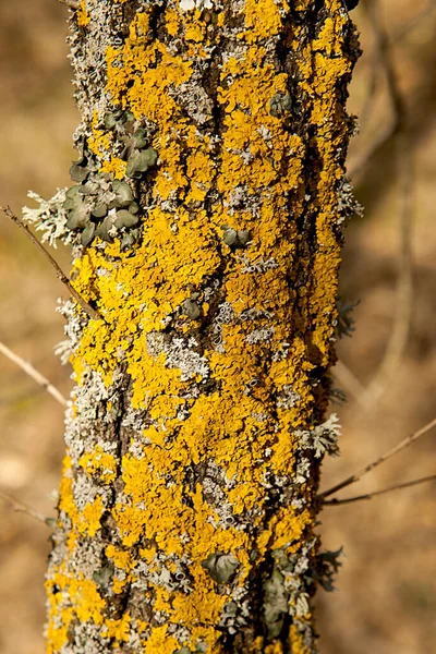 Textures Des Forêts Des Arbres Concept Automne Hiver — Photo