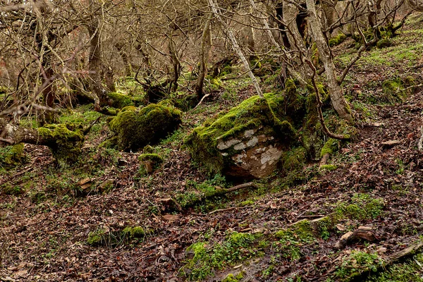 Textures Des Forêts Des Arbres Concept Automne Hiver — Photo