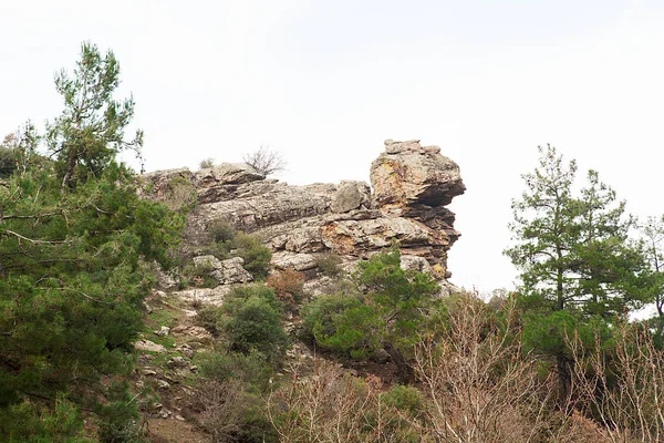 Bosque Rocas Musgosas Concepto Otoño Invierno — Foto de Stock