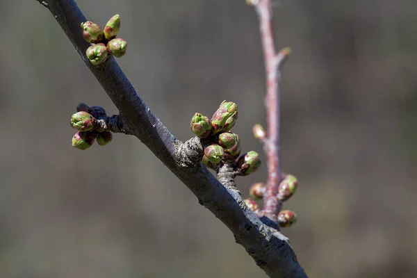 Spring Flowers Blooming Nature — Stock Photo, Image