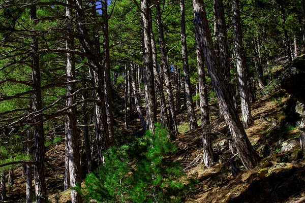 Forêt Arbres Concept Automne Hiver Randonnées Nature — Photo