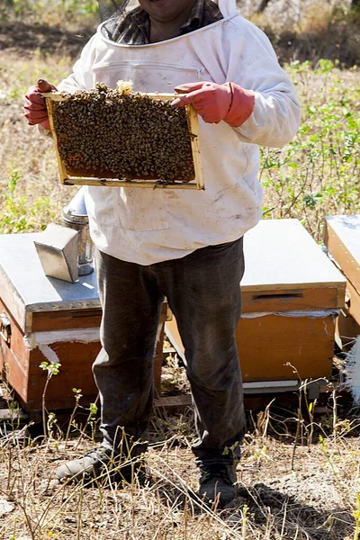 Včelař Plnou Výbavou Kontroluje Úly — Stock fotografie