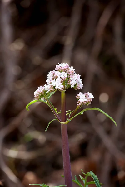 Spring Flowers Blooming Nature — Stock Photo, Image