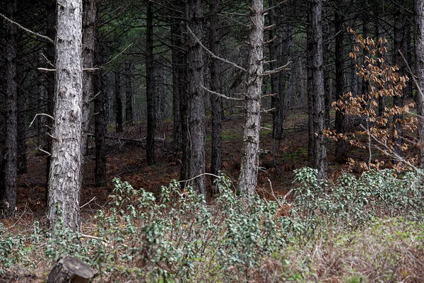 Forest Trees Autumn Winter Concept Nature Walks — Stock Photo, Image