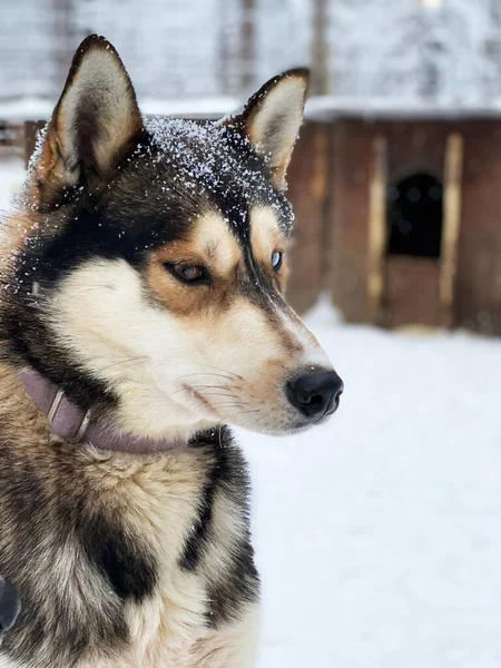 Syberyjski Husky Niebieskie Oczy Pies Chodzi Śniegu — Zdjęcie stockowe