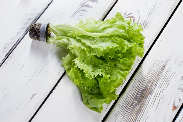 Lattuga in vaso con terreno . — Foto Stock