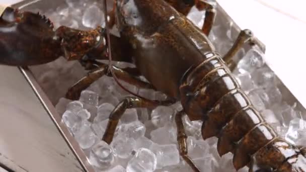 Raw lobster on ice cubes. — Stock Video