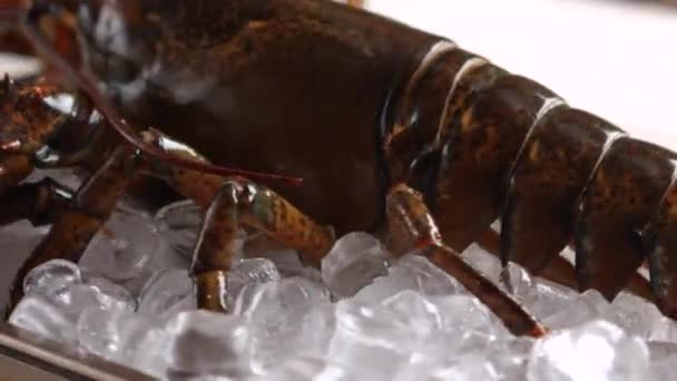 Gros homard bouger sa bouche .