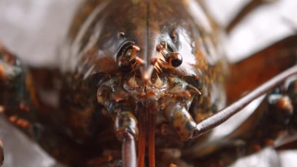 Eau versée sur le homard . — Video