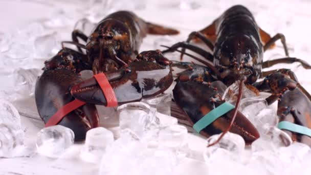 Lobster with tied claws moving. — Stock Video