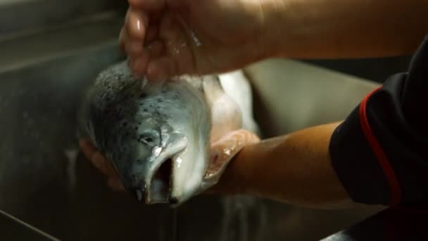 Männerhände waschen einen Fisch. — Stockvideo