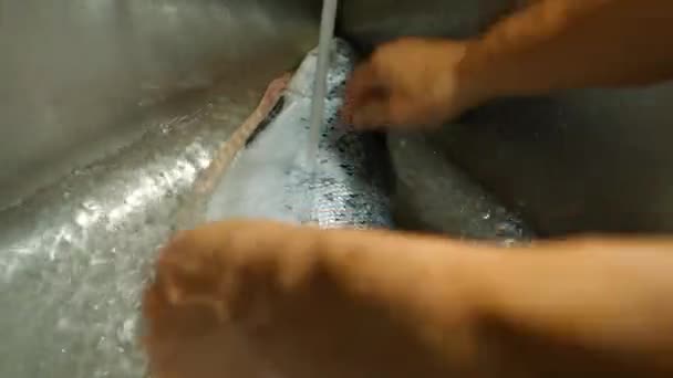 Male hands wash big fish. — Stock Video