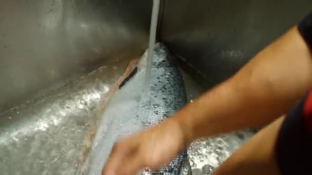 Руки поворачивают и моют рыбу . — стоковое видео