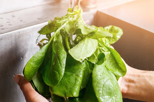 Le mani lavano foglie di spinaci . — Foto Stock