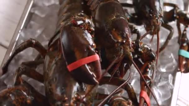 Raw lobsters laying on ice. — Stock Video