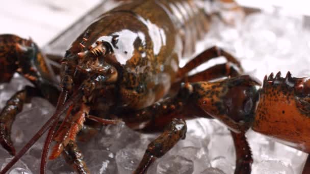 Homard déplaçant sa griffe . — Video