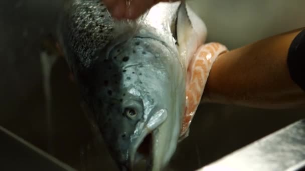 Manos de hombre lavando pescado . — Vídeo de stock