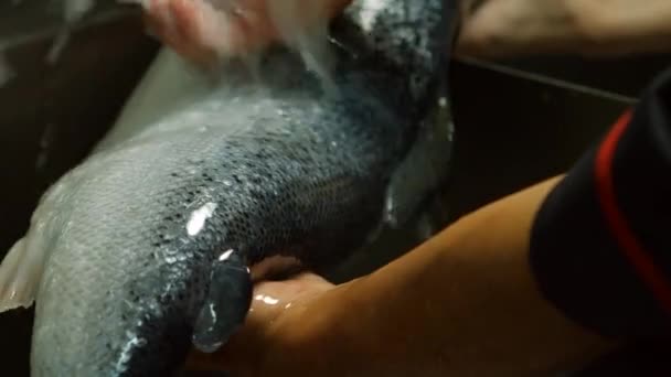 Ruka člověka praní ryb. — Stock video