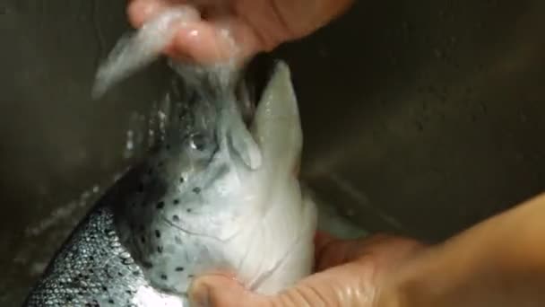 Hands washing head of fish. — Stock Video