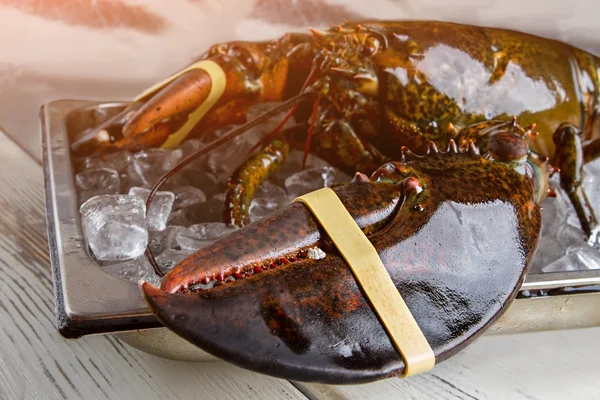 RAW lobster ligger på is. — Stockfoto