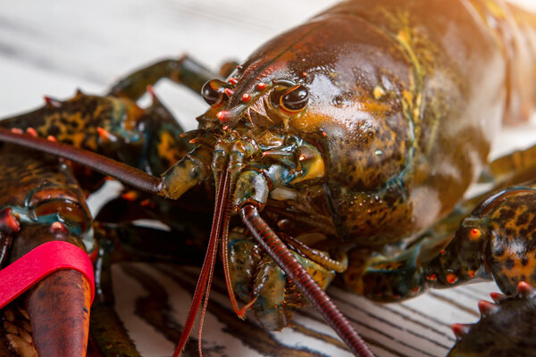 Raw lobsters head.
