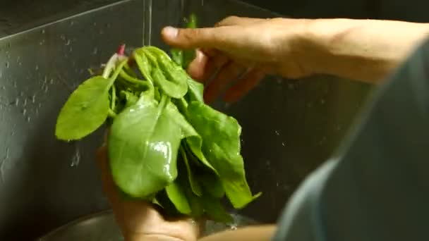 Mannelijke handen wassen van spinazie. — Stockvideo