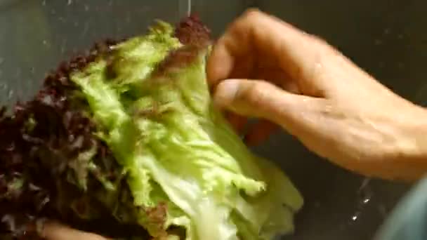 Mans hands washing lettuce leaves. — Stock Video