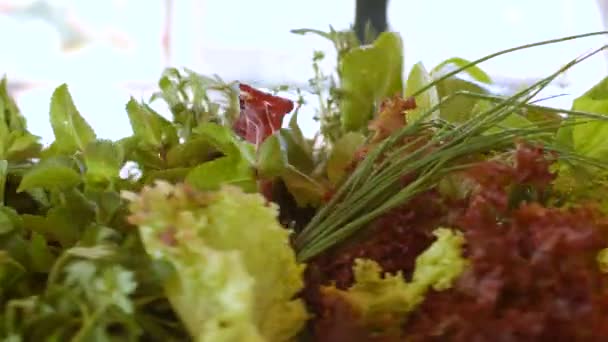 Minze und Salat mit Spinat. — Stockvideo