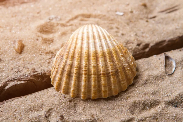 Concha vieira no fundo de areia . — Fotografia de Stock