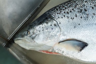 Çiğ balık başkanı.