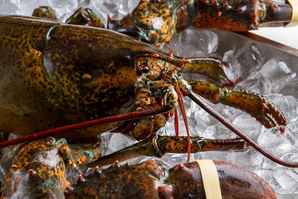 Chef för Hummer. — Stockfoto