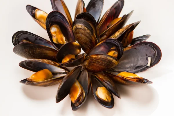 Mejillones cocidos sobre fondo blanco . —  Fotos de Stock