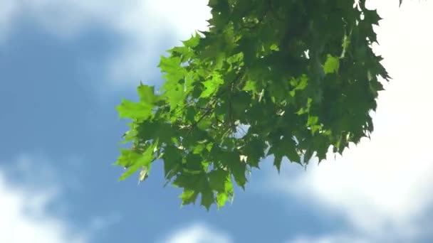 Boom tak met groene bladeren. — Stockvideo