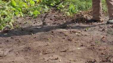 Adam tırmık ile çalışır.