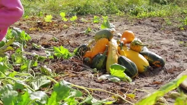 Жінка кладе овочі на стос . — стокове відео