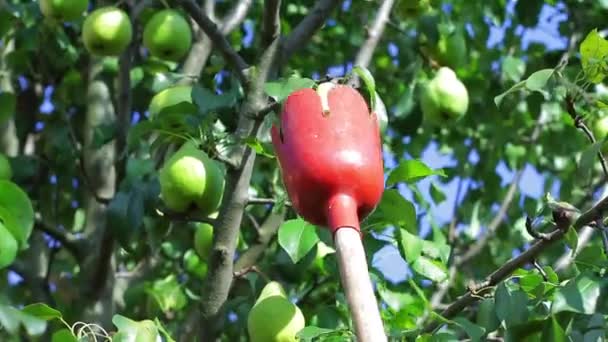 Φρούτα επιλογέα παίρνει αχλάδι. — Αρχείο Βίντεο