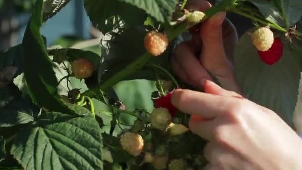 여자 손 plucks 열매. — 비디오