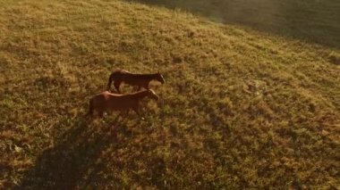 İki at çimenlerin üzerinde yürüyüş.