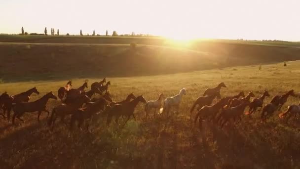 Los caballos están corriendo. . — Vídeo de stock