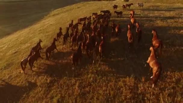 Paarden op de heuvel. — Stockvideo