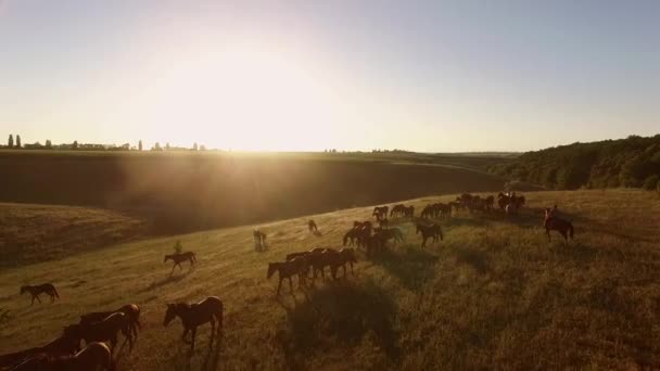 Vue aérienne des chevaux marcheurs .