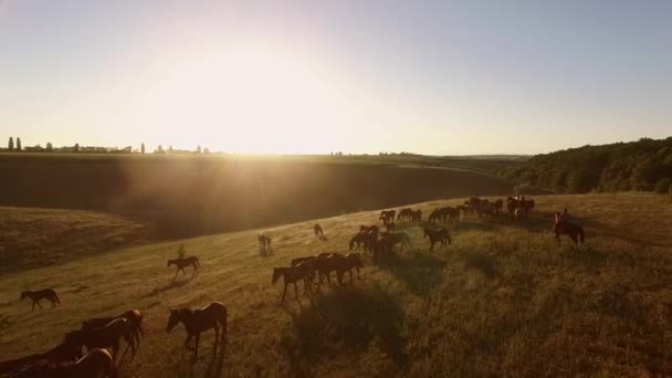 Aerial view of walking horses. — Stock Video