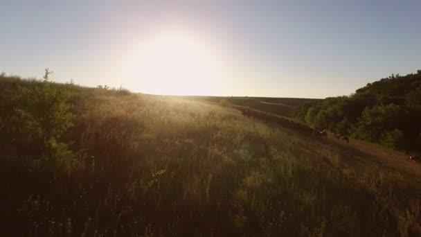 Koně, běh do kopce. — Stock video